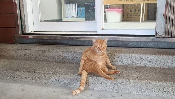 新北動保溫馨提醒：發現奶貓別急著帶走！攜手社區推動TNVR，打造人貓共好的友善環境